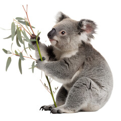 Fototapeta premium Koala