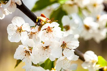 Selective focus of beautiful branches of white Cherry blossoms on the tree under blue sky, Beautiful Sakura flowers during spring season in the park, Floral pattern texture, Nature background.