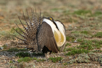Greater Sage-grouse cock