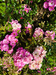 different roses bunches in pink and white