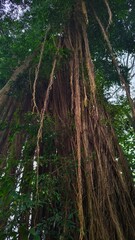 Obraz premium old Banyan tree, view of many roots hanging on branches