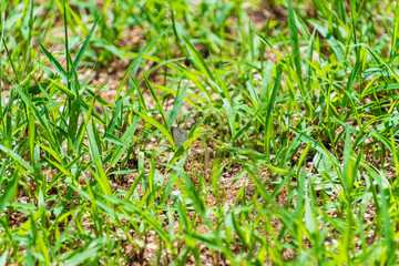 草むらに舞い降りたヤマトシジミのひと休み