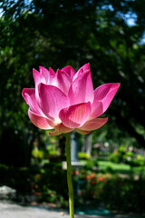 Obraz premium Lovely Pink Lotus Flower in Bright Garden