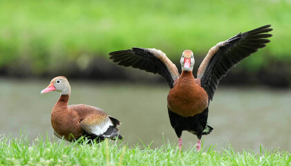 Black-bellied whistling duck - Kansas