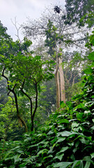 Fototapeta premium tropical natural scenery with shady trees