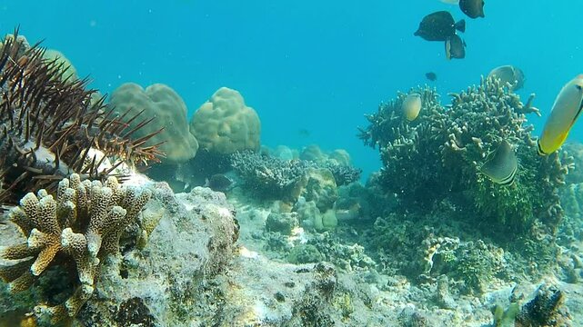 Footage of several types of fish swimming around the coral reef, and a crown-of-thorns starfish walking very slowly on a rock on the seabed.