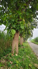 teak trees that grow large and lush on the side of the village road