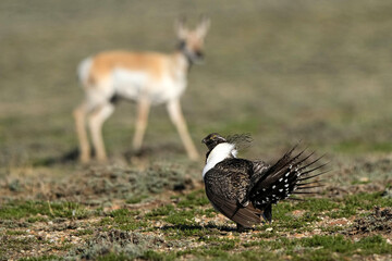 Greater sage-grouse - pronghorn