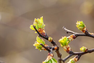 Macro photo in the bosom of nature where your photo is a green branch of a tree that is just budding and it is very beautiful. The photo is taken in spring on a very bright and warm sun.