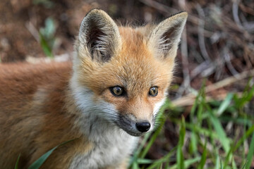 Red Fox kit