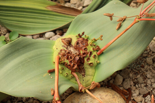 Welwitschia (Welwitschia mirabilis), rare desert plant with short stem and two continuously growing leaves, drought-resistant, can live over 1,000 years.