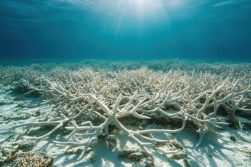 a dead coral reef