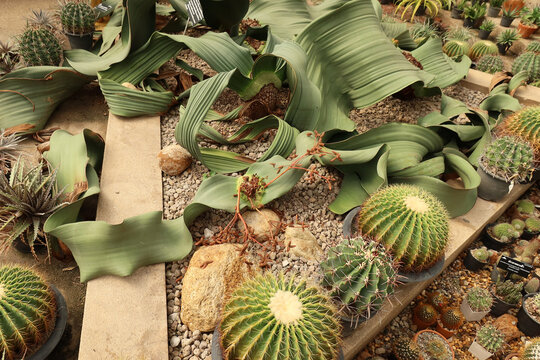 Welwitschia (Welwitschia mirabilis), rare desert plant with short stem and two continuously growing leaves, drought-resistant, can live over 1,000 years.