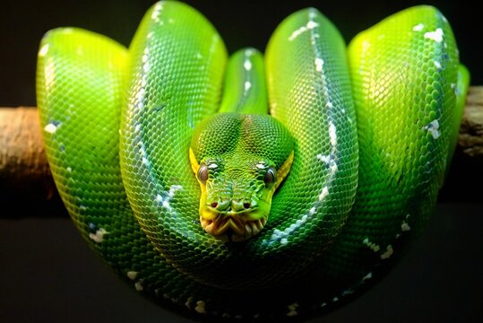 A green ball python coiled on a branch.