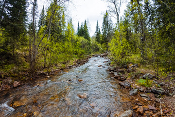 A mountain stream flows through a vibrant forest, creating a serene setting ideal for outdoor adventures, wildlife exploration, and appreciating the diverse biodiversity around us
