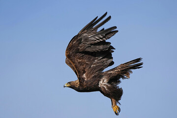 Golden Eagle Launch