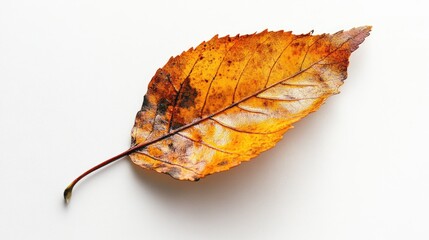 Autumn Leaf Number 1 on White Background, Close-up