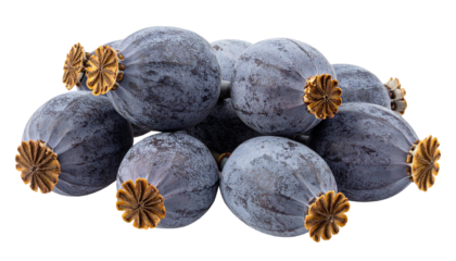 Dried poppy seed pods forming a pile on transparent background