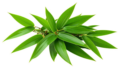 Cluster of bamboo leaves creating a vibrant green display on transparent background