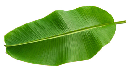 Obraz premium Vibrant Green Banana Leaf Isolated on Transparent Background