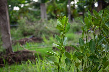 A vibrant green young plant with glossy leaves stands in the foreground, against a blurred lush jungle-like background of trees and foliage, conveying freshness and growth.

