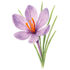 Beautiful watercolor illustration of a delicate purple saffron crocus flower and green leaves
