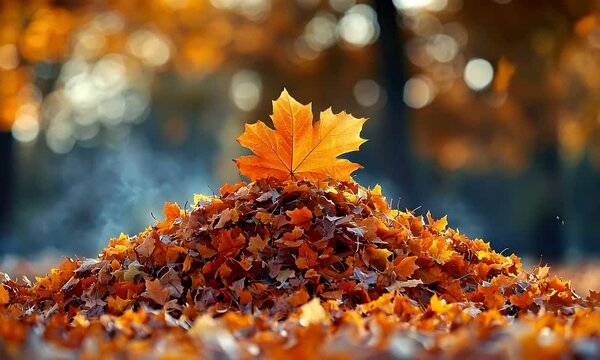 A vibrant pile of autumn leaves with a prominent orange leaf on top, capturing the essence of fall.