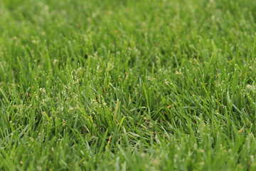 Green grass on the lawn, background. Mown lawn in the park or in the country. Summer background. Mown green lawn. Natural background. Grass with selective focus