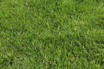 Green grass on the lawn, background. Mown lawn in the park or in the country. Summer background. Mown green lawn. Natural background. Grass with selective focus