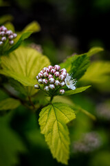 flower of a wild rose