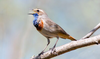 robin on a branch