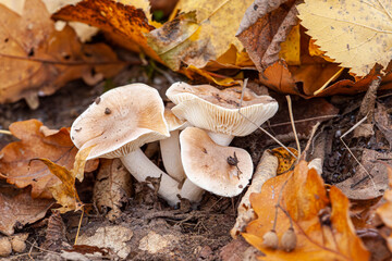 Clitocybe nebularis or Lepista nebularis, commonly known as the clouded agaric or cloud funnel, is an abundant gilled fungus which appears both in conifer-dominated forests and broad-leaved woodland 