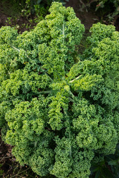 growing green kale