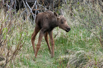 Fototapeta premium Moose calf new born
