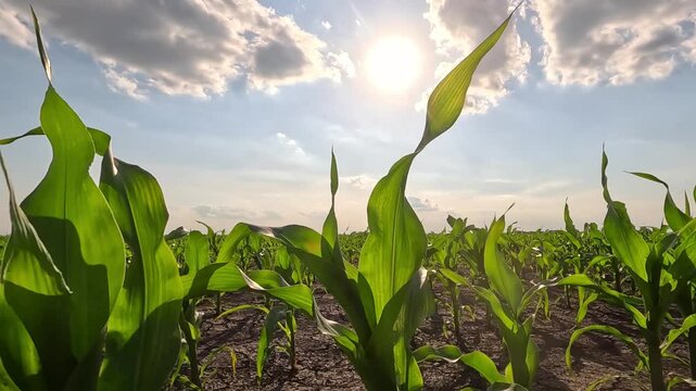 Green corn field and sun with clouds in the sky, high and low angle view. Handheld camera goes down to the ground and moves between the rows of corn in an agricultural field, slow motion