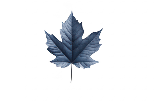Single dark blue maple leaf isolated on transparent background