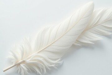 Obraz premium Soft, ethereal white feathers against pure backdrop, abstract, illustration, texture
