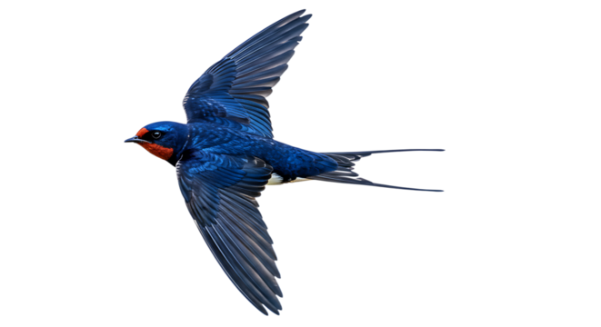 Majestic Barn Swallow in Flight Showcasing Vibrant Blue Plumage and Red Throat