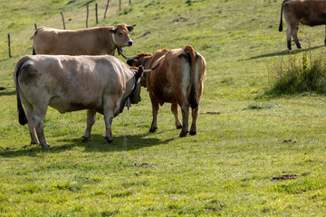cows in the field