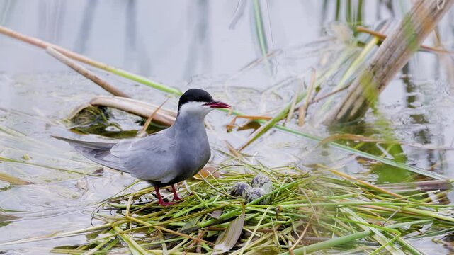 4k, (Sterna hirundo) standing on a nest on a lake during the nesting season.