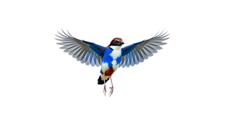 Vivid Blue and White Bird in Flight Wings Spread Wide