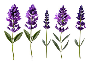 Fototapeta premium lavender flowers isolated on white background