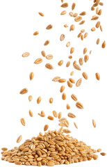 Falling Wheat Grains, A Harvest Abundance on a transparant background Depicting Nature's Bounty