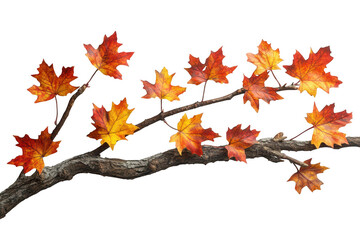 Autumn maple branch with colorful leaves isolated on transparent background