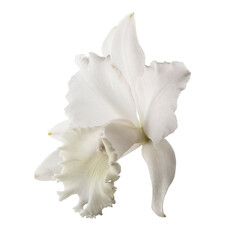 Fototapeta premium White orchid isolated on a transparent background
