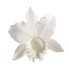 White orchid isolated on a transparent background