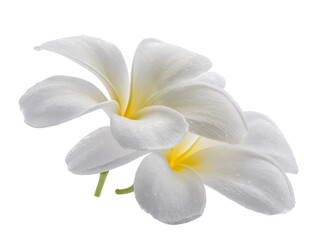 White frangipani flowers isolated on a transparent background