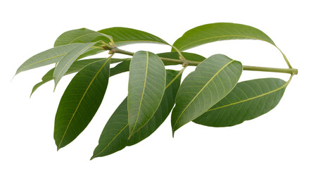 Leaves of the Marian Plum are isolated on a transparent background