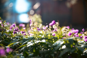 Orychophragmus violaceus or Chinese violet cress