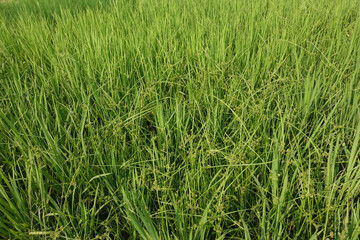 green grass background